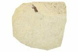 Fossil True Weevil (Curculionidae) Beetle - France #254562-1